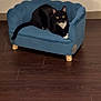 animal, black_and_white_cat, blue_couch, cat, cozy, curious, cute, domestic_animal, feline, floor_rug, furniture, indoor, living_room, looking_at_camera, pet, resting, sitting, small_couch, velvet_couch, wooden_floor