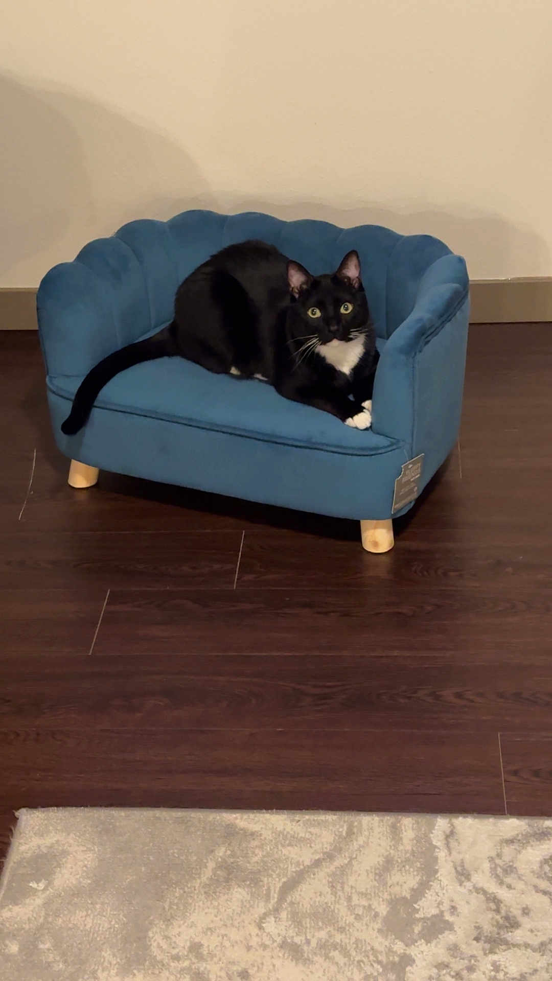 Enzo