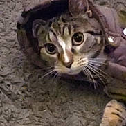 Socks is registered to the contest to win money with this photo: cat, animal, pet, fur, tabby, indoor, carpet, cozy, jacket, hood, cute, wide_eyes, whiskers, mammal, feline, curious, resting, closeup, domestic_animal, comfort