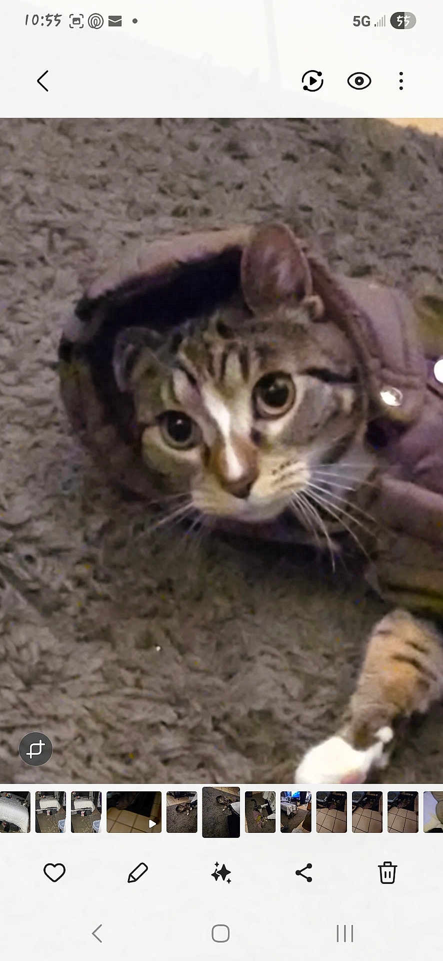 Socks is registered to the contest to win money with this photo: cat, animal, pet, fur, tabby, indoor, carpet, cozy, jacket, hood, cute, wide_eyes, whiskers, mammal, feline, curious, resting, closeup, domestic_animal, comfort