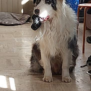 Ostral participe au concours pour gagner de l'argent avec cette photo : animal, black_and_white, blue_pot, chair, cute, decor, dog, dog_bed, floor, floor_tile, fur, furniture, home, indoor, mouth, pet, shadow, sitting, sunlight, toy