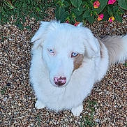 Valkyrie participe au concours pour gagner de l'argent avec cette photo : animal, blue_eyes, cute, dog, flower, fur, garden, grass, gravel, green_leaves, looking_up, nature, nose, outdoor, pet, pink_flower, sitting, small_dog, tail, white_dog