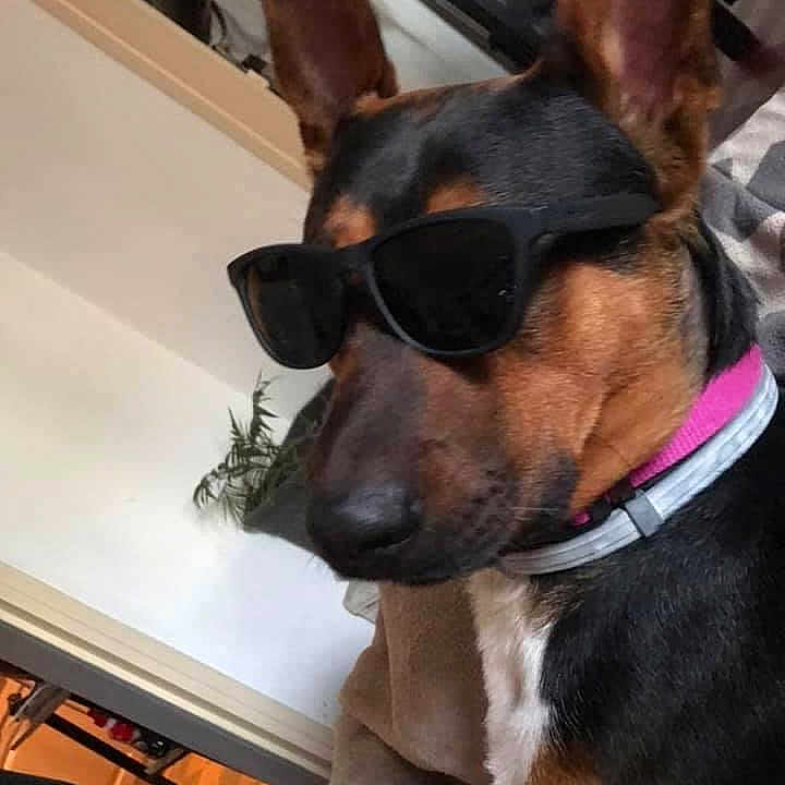 Post It participe au concours pour gagner de l'argent avec cette photo : animal, black_and_brown, casual, closeup, collar, companion, couch, cute, dog, domestic, ears, furniture, home, houseplant, indoor, pet, portrait, relaxed, resting, sunglasses