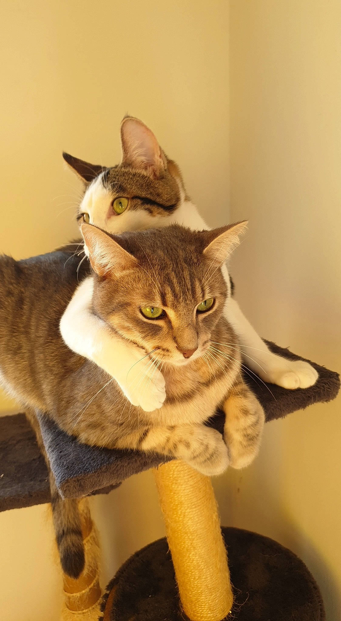 Grisouille Et Tchikita