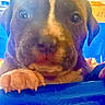 Diamond is registered to the contest to win money with this photo: puppy, dog, close_up, paw, blue_surface, pet, animal, cute, young, curious, indoor, face, ears, snout, fur, looking, portrait, expression, domestic_animal, mammal