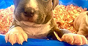 Diamond is registered to the contest to win money with this photo: adorable, animal, blue_tub, brown, close_up, cute, dog, ears, fur, indoor, looking, paws, pet, playful, puppy, small, snout, white_markings, wood_shavings, young
