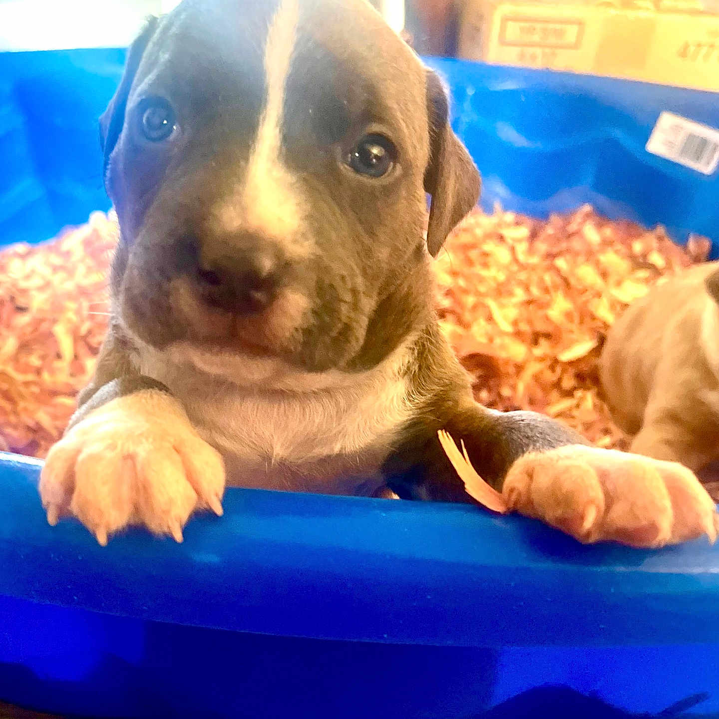 Diamond is registered to the contest to win money with this photo: puppy, dog, animal, pet, cute, blue_tub, wood_shavings, indoor, young, small, fur, snout, ears, paws, looking, close_up, brown, white_markings, playful, adorable
