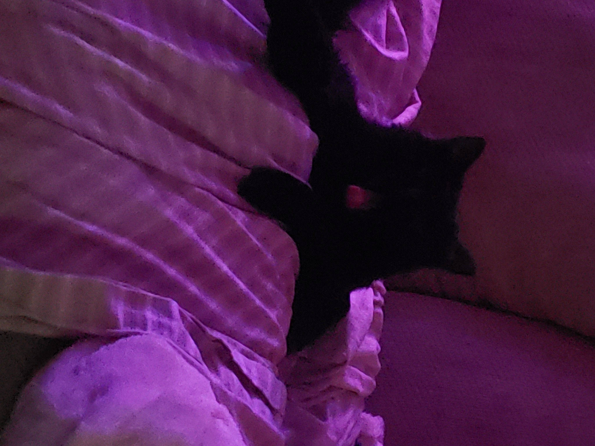 Inky is registered to the contest to win money with this photo: annual_plant, art, bed_sheet, carmine, darkness, electric_blue, flower, flowering_plant, herbaceous_plant, human_leg, linens, magenta, pattern, petal, pink, plant, purple, tints_and_shades, tree, violet