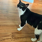 Batman is registered to the contest to win money with this photo: cat, tuxedo_cat, green_eyes, indoor, wooden_floor, curious, pet, animal, feline, black_and_white, whiskers, ears, fur, looking_up, domestic_cat, standing, flooring, home, mammal, cute
