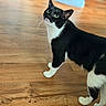cat, tuxedo_cat, green_eyes, indoor, wooden_floor, curious, pet, animal, feline, black_and_white, whiskers, ears, fur, looking_up, domestic_cat, standing, flooring, home, mammal, cute