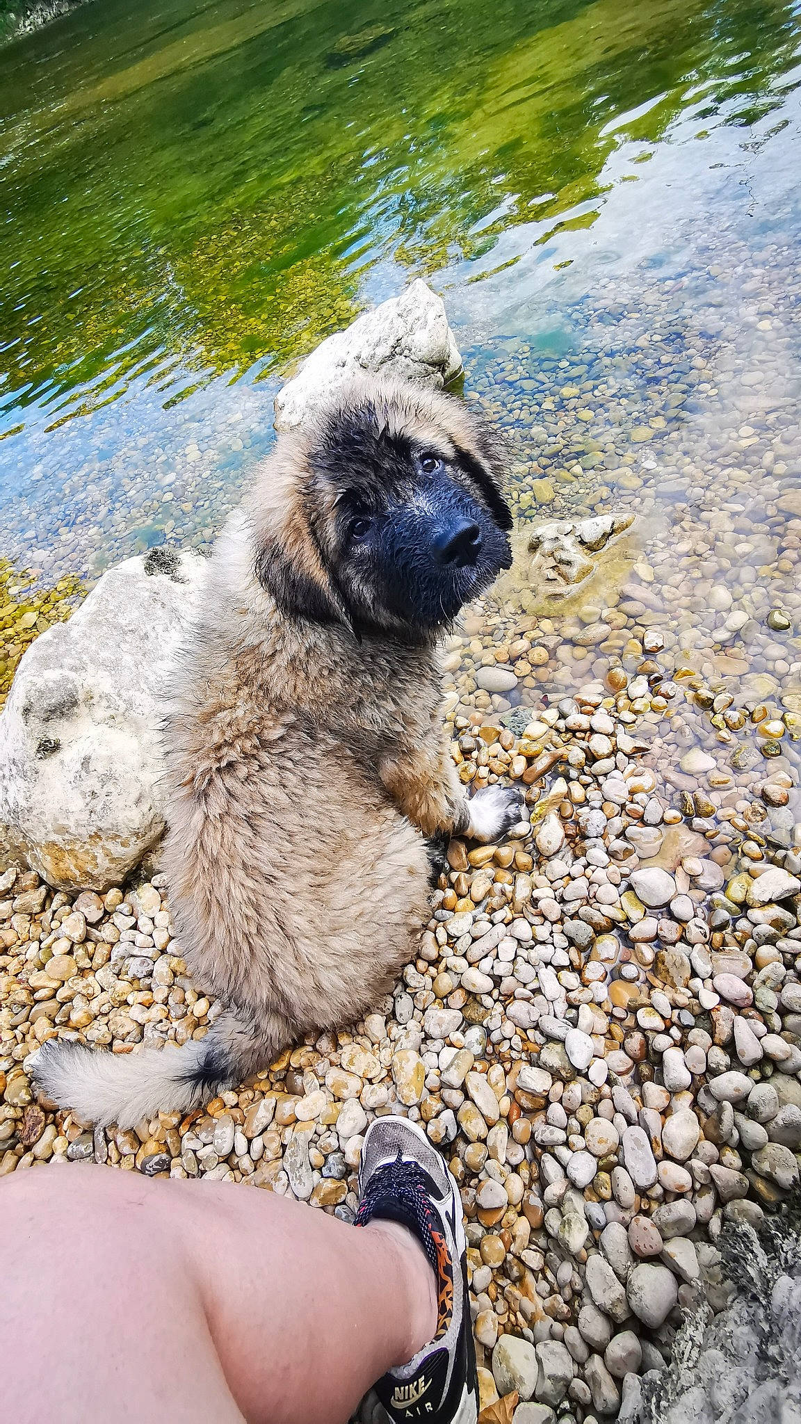 Pryos a rejoint le concours — aidez-le/la à gagner de superbes lots ! canidae, carnivore, dog, dog_breed, fawn, rock, vertebrate