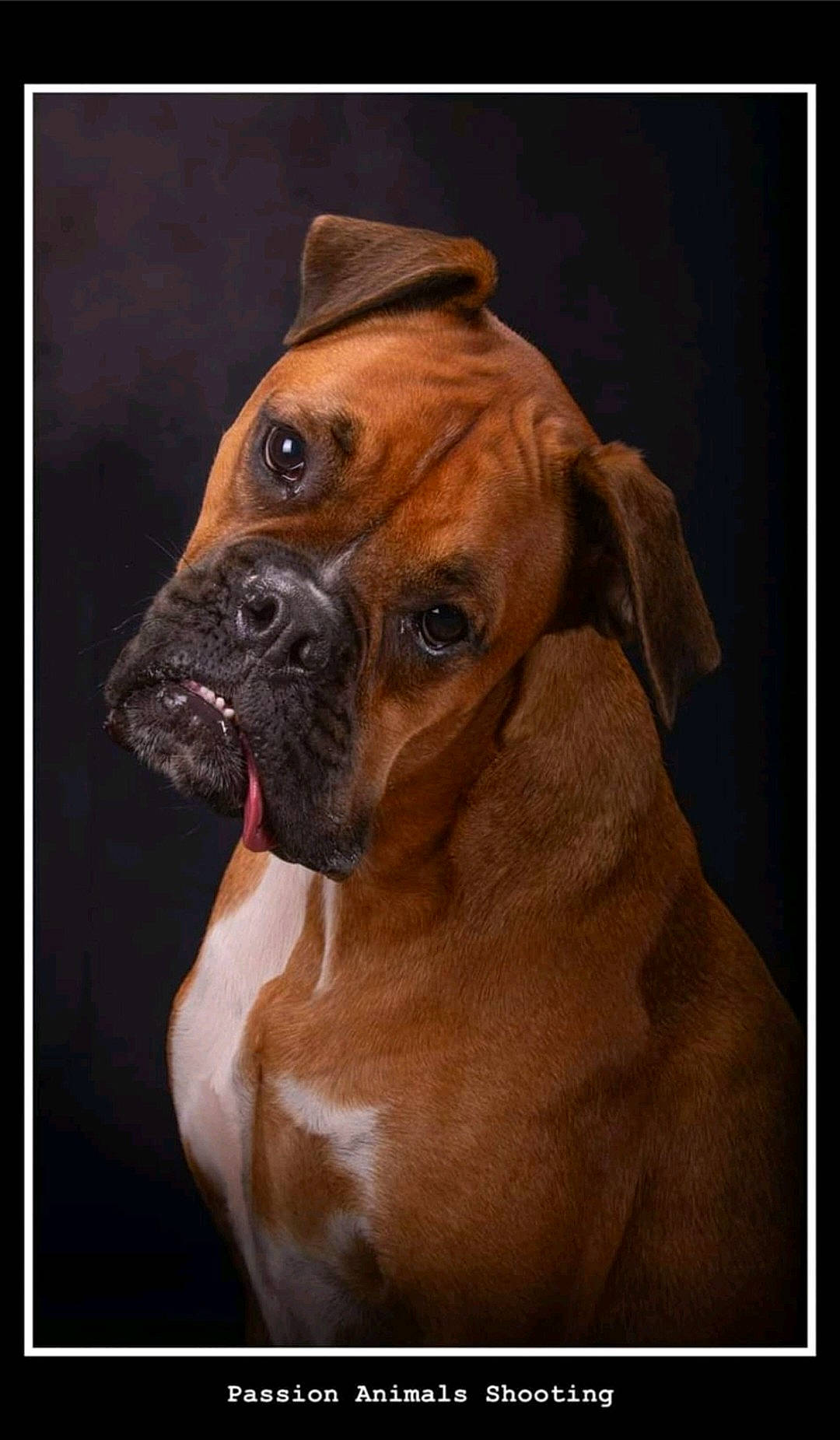 Ohana a rejoint le concours — aidez-le/la à gagner de superbes lots ! ancient_dog_breeds, boxer, canidae, carnivore, companion_dog, dog, dog_breed, dog_collar, fawn, guard_dog, liver, non_sporting_group, pet_supply, snout, sporting_group, terrestrial_animal, whiskers, working_animal, working_dog, wrinkle
