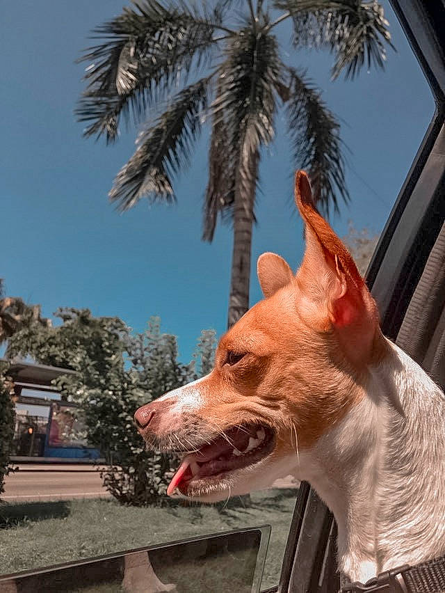 Daisy is registered to the contest to win money with this photo: canidae, carnivore, companion_dog, dog, dog_breed, fawn, ibizan_hound, mammal, non_sporting_group, podenco_canario, snout