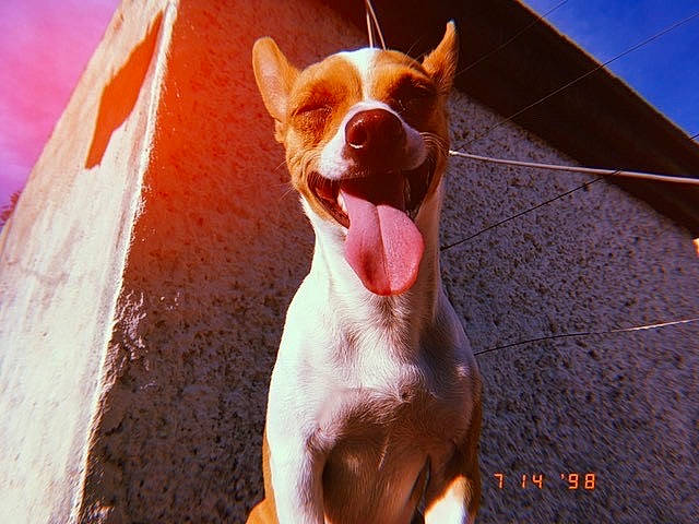 Daisy joined the competition — help win amazing prizes! american_pit_bull_terrier, american_staffordshire_terrier, ancient_dog_breeds, canidae, carnivore, dog, dog_breed, fawn, hunting_dog, ibizan_hound, mammal, non_sporting_group, nose, pit_bull, snout, sporting_group, vertebrate