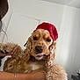 animal, bed, collar, cute, dog, ears, expression, face, fur, golden_retriever, hand, holding, indoors, looking_at_camera, mammal, person, pet, portrait, red_hat, tongue