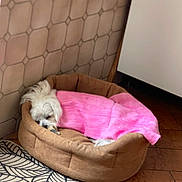 Shiro participe au concours pour gagner de l'argent avec cette photo : dog, pet_bed, blanket, indoor, sleeping, white_dog, floor, tile_floor, patterned_mat, brown_bed, pink_blanket, resting, cozy, small_dog, fur, home, quiet, relaxation, wall, corner