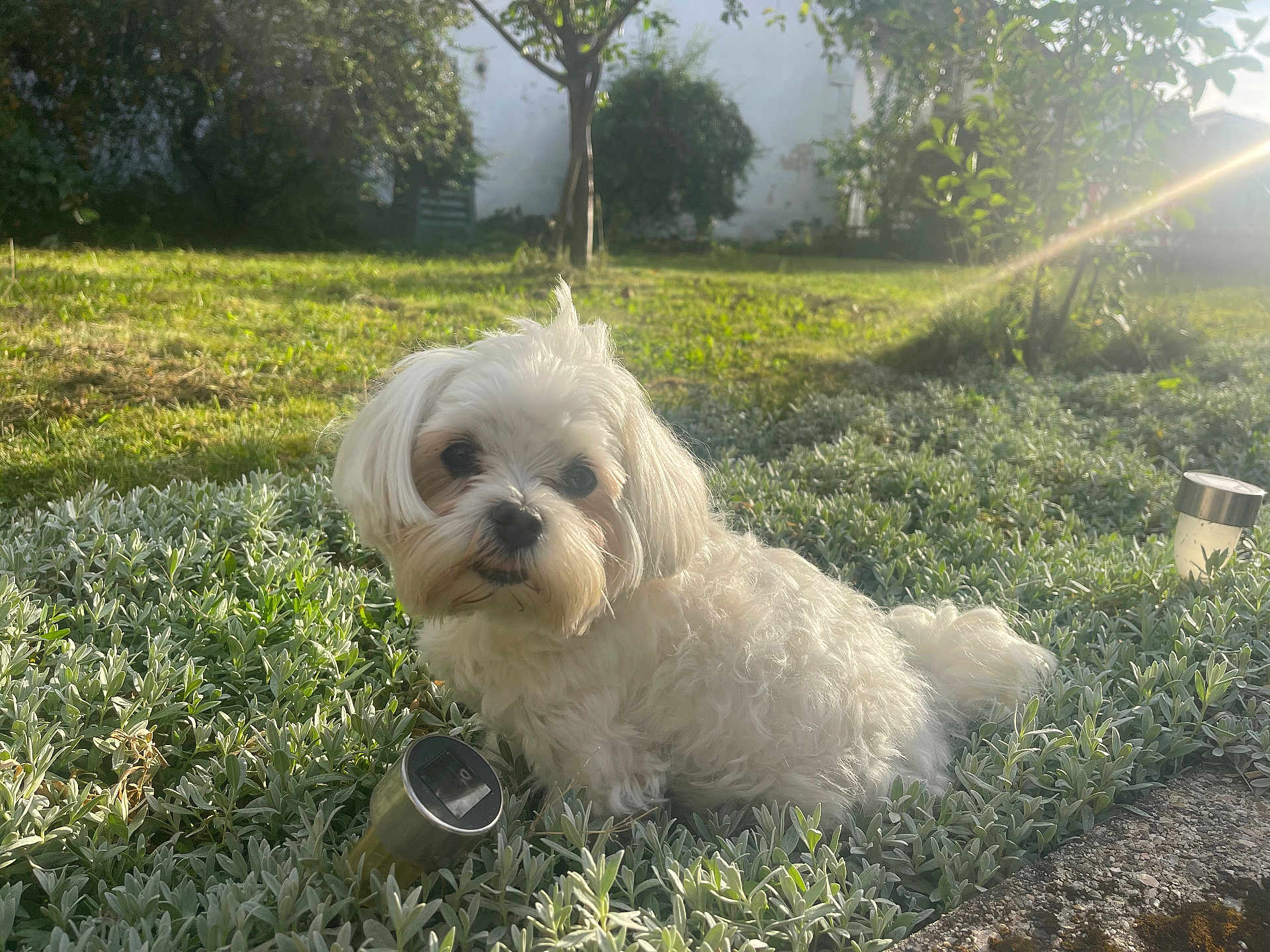 Shiro participe au concours pour gagner de l'argent avec cette photo : dog, white_dog, fluffy, garden, plants, sunlight, greenery, outdoor, pet, cute, small_dog, fur, nature, daylight, sunbeam, animal, grass, leaf, relaxed, portrait