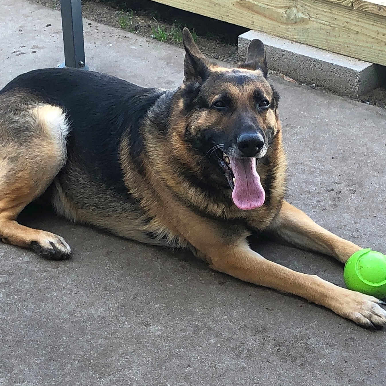 Bear joined the competition — help win amazing prizes! animal, ball, bodypart, canine, dog, football, germanshepherd, hound, mouth, person, pet, policedog, puppy, soccer, soccerball, sport, tennis, tennisball
