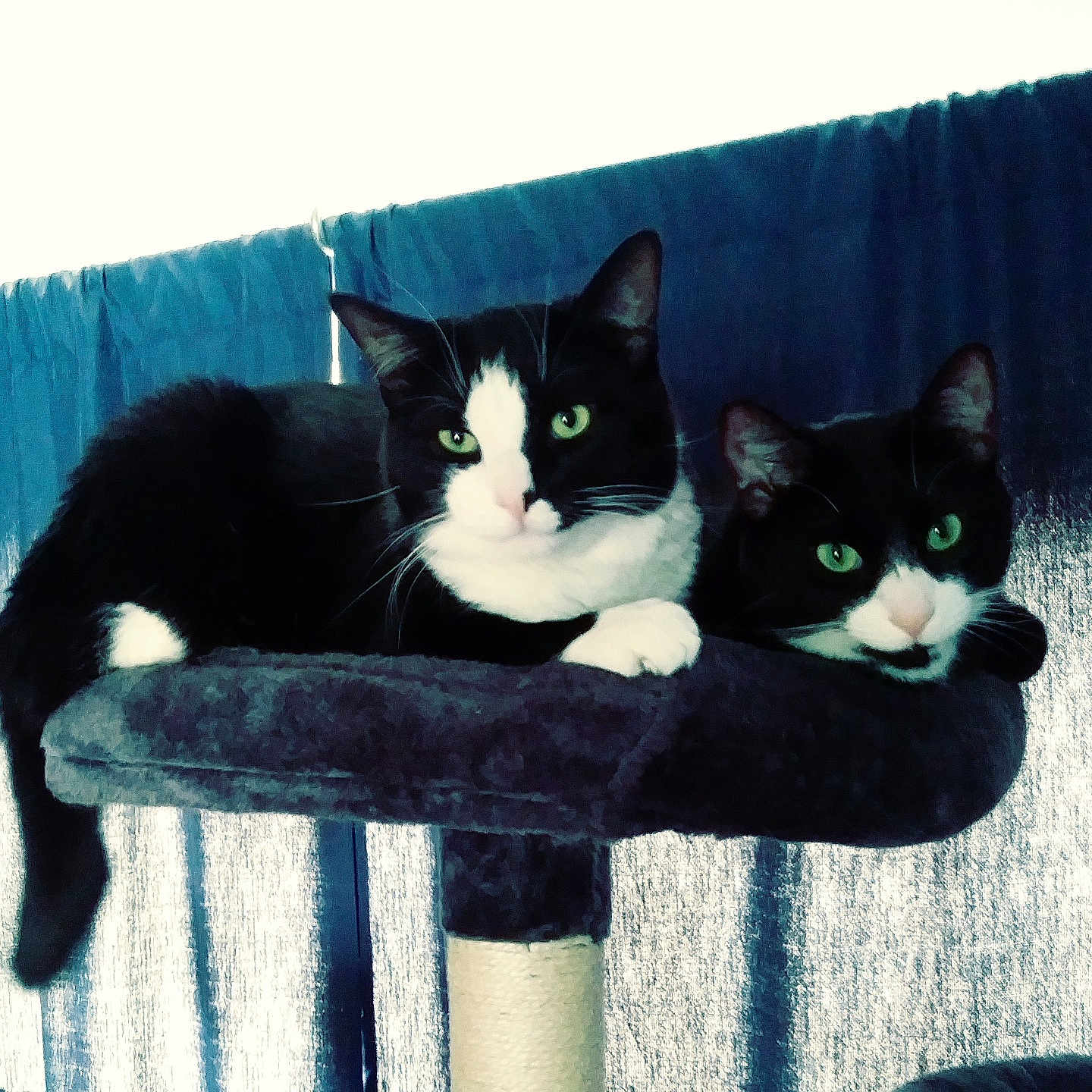 Teddy Bear And Jo Jo is registered to the contest to win money with this photo: animal, cat, cat_tree, companions, cozy, curtains, cute, domestic_cat, ears, feline, fur, green_eyes, indoor, pets, relaxed, resting, tail, tuxedo_cat, two_cats, whiskers