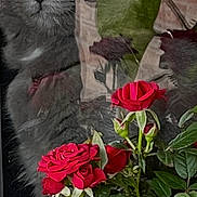 Geno joined the competition — help win amazing prizes! animal, bloom, cat, close_up, curious, feline, flora, flowers, garden, gray_cat, green_leaves, indoor, nature, pet, plant_pot, plants, red_roses, reflection, roses, window