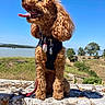 dog, poodle, brown_dog, sitting, tongue_out, harness, tags, stone, ledge, river, water, grass, trees, outdoor, sunny, blue_sky, pet, canine, nature, daytime