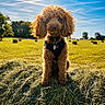 Maïa participe au concours pour gagner de l'argent avec cette photo : dog, poodle, hay_bale, field, grass, sunlight, blue_sky, clouds, trees, outdoor, nature, pet, animal, curly_fur, collar, harness, sunshine, rural, summer, daytime