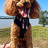 Maïa a rejoint le concours — aidez-le/la à gagner de superbes lots ! dog, poodle, curly_hair, outdoor, river, blue_sky, stone_wall, harness, leash, tongue_out, happy, pet, canine, sunny_day, grass, nature, animal, portrait, smiling, sitting