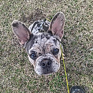 Brisket is registered to the contest to win money with this photo: animal, black, boot, brown, cute, dog, ears, face, french_bulldog, grass, leash, looking_up, nature, outdoor, pet, playful, puppy, spotted, white, young