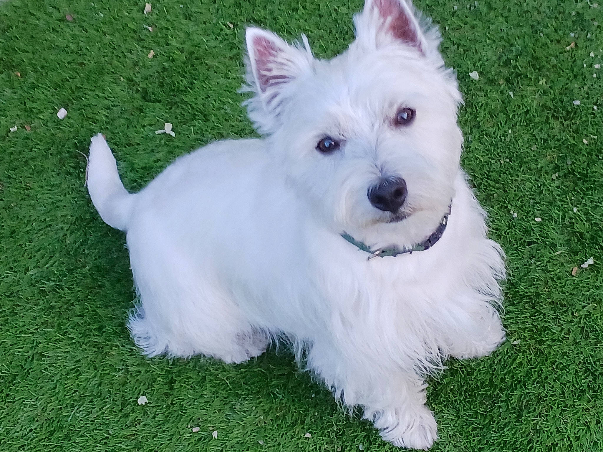 Twister participe au concours pour gagner de l'argent avec cette photo : canidae, carnivore, collar, companion_dog, dog, dog_breed, dog_collar, dog_supply, grass, non_sporting_group, small_terrier, snout, sporting_group, terrier, toy_dog