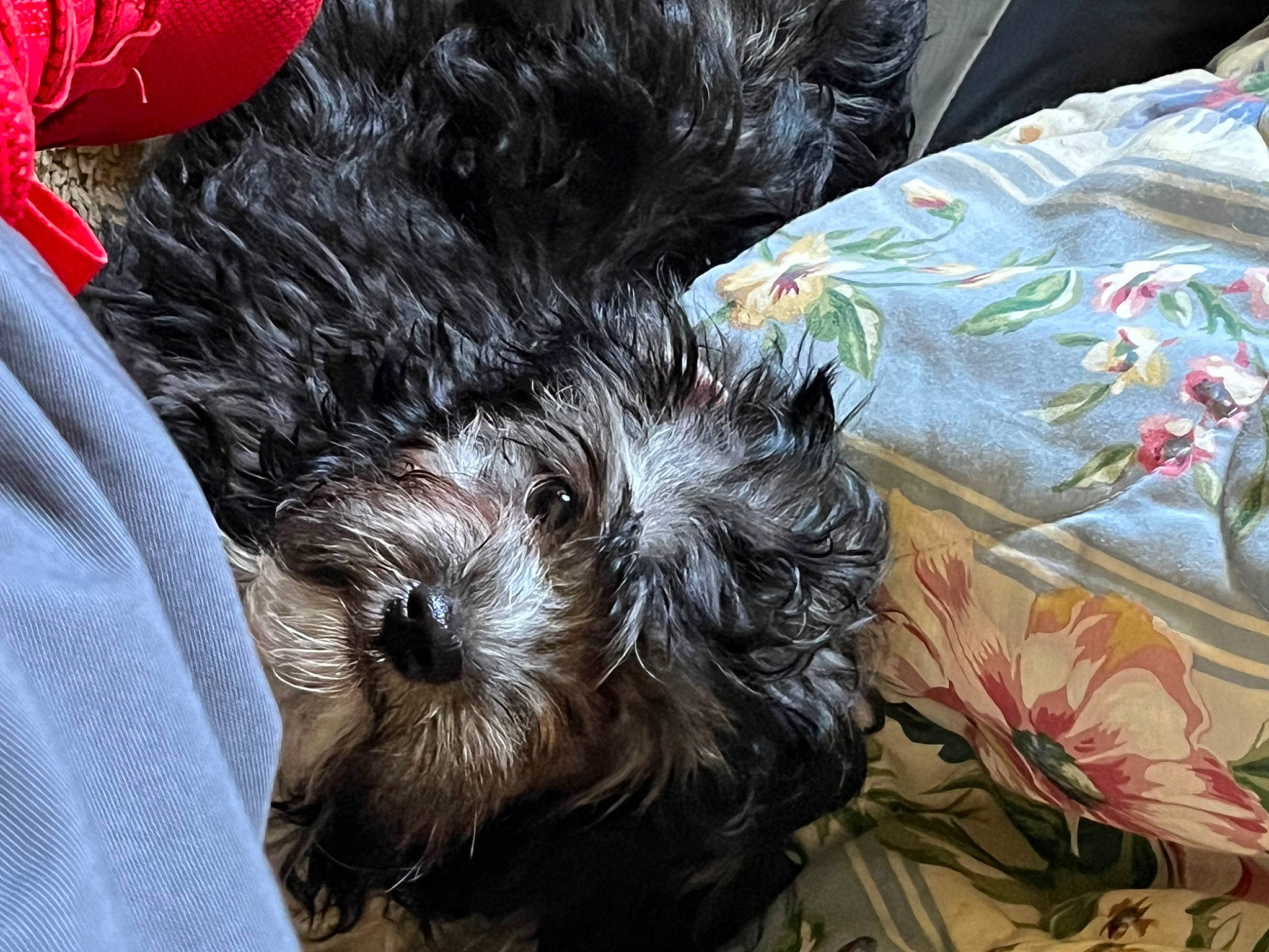 Maggie is registered to the contest to win money with this photo: canidae, carnivore, companion_dog, dog, dog_bed, dog_breed, dog_clothes, dog_supply, firefighter, fur, labradoodle, shih_poo, small_terrier, sporting_group, terrier, toy, toy_dog, working_animal, yorkipoo, yorkshire_terrier