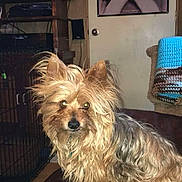 Chewy is registered to the contest to win money with this photo: animal, ball, canine, computerhardware, dog, electronics, face, hardware, head, indoors, interiordesign, monitor, person, pet, photoframe, puppy, screen, speaker, terrier, tv