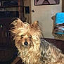 animal, ball, canine, computerhardware, dog, electronics, face, hardware, head, indoors, interiordesign, monitor, person, pet, photoframe, puppy, screen, speaker, terrier, tv