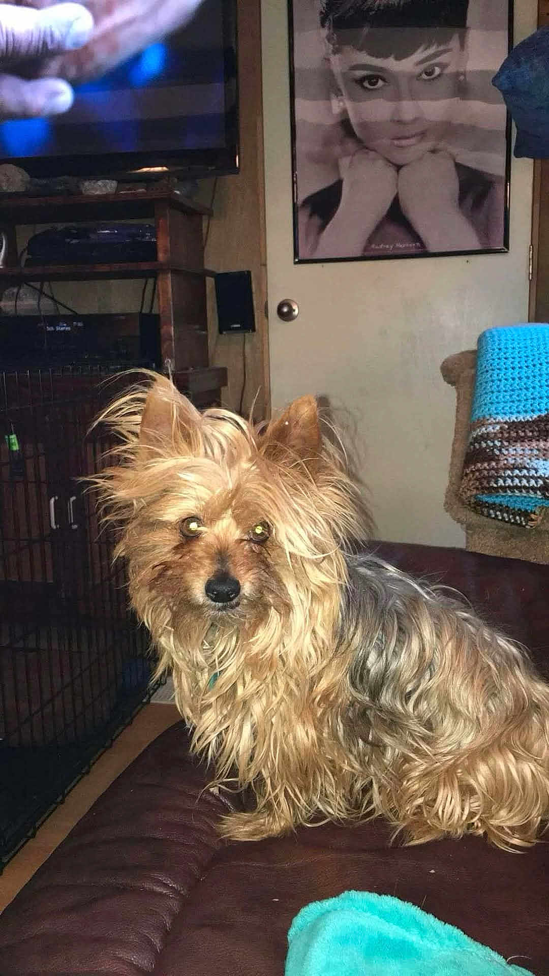 Chewy