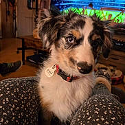 Oreo is registered to the contest to win money with this photo: puppy, dog, indoor, pet, collar, furry, legs, pants, patterned_clothing, television, furniture, wood_floor, cozy, curious, close_up, house, living_room, cute, domestic_animal, young_dog