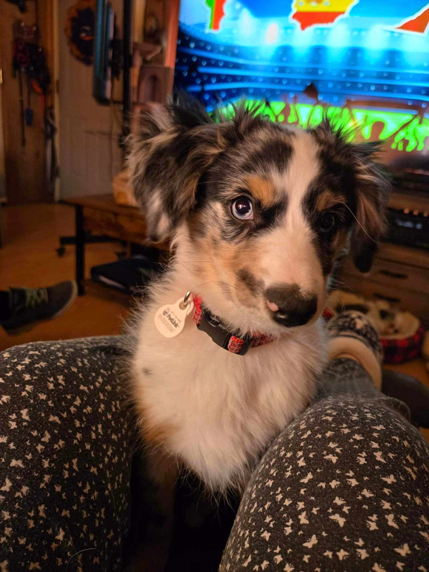 Oreo
