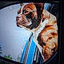 dog, side_mirror, car, brown_dog, white_dog, outdoor, reflection, vehicle, window, pet, canine, wrinkled_face, profile, nature, daytime, blue_sky, greenery, closeup, animal, watching