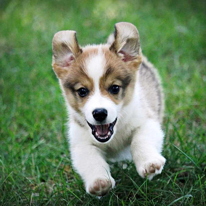 Quigley is registered to the contest to win money with this photo: animal, ball, canine, collie, dog, field, football, grass, grassland, husky, lawn, nature, pet, plant, puppy, snout, soccer, soccerball, sport, whitedog