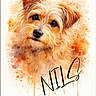 animal, artistic, artwork, brown_fur, cute, digital_art, dog, expression, eyes, face, fluffy, head_tilt, illustration, name_text, orange, paint_splatter, pet, portrait, watercolor, white_background