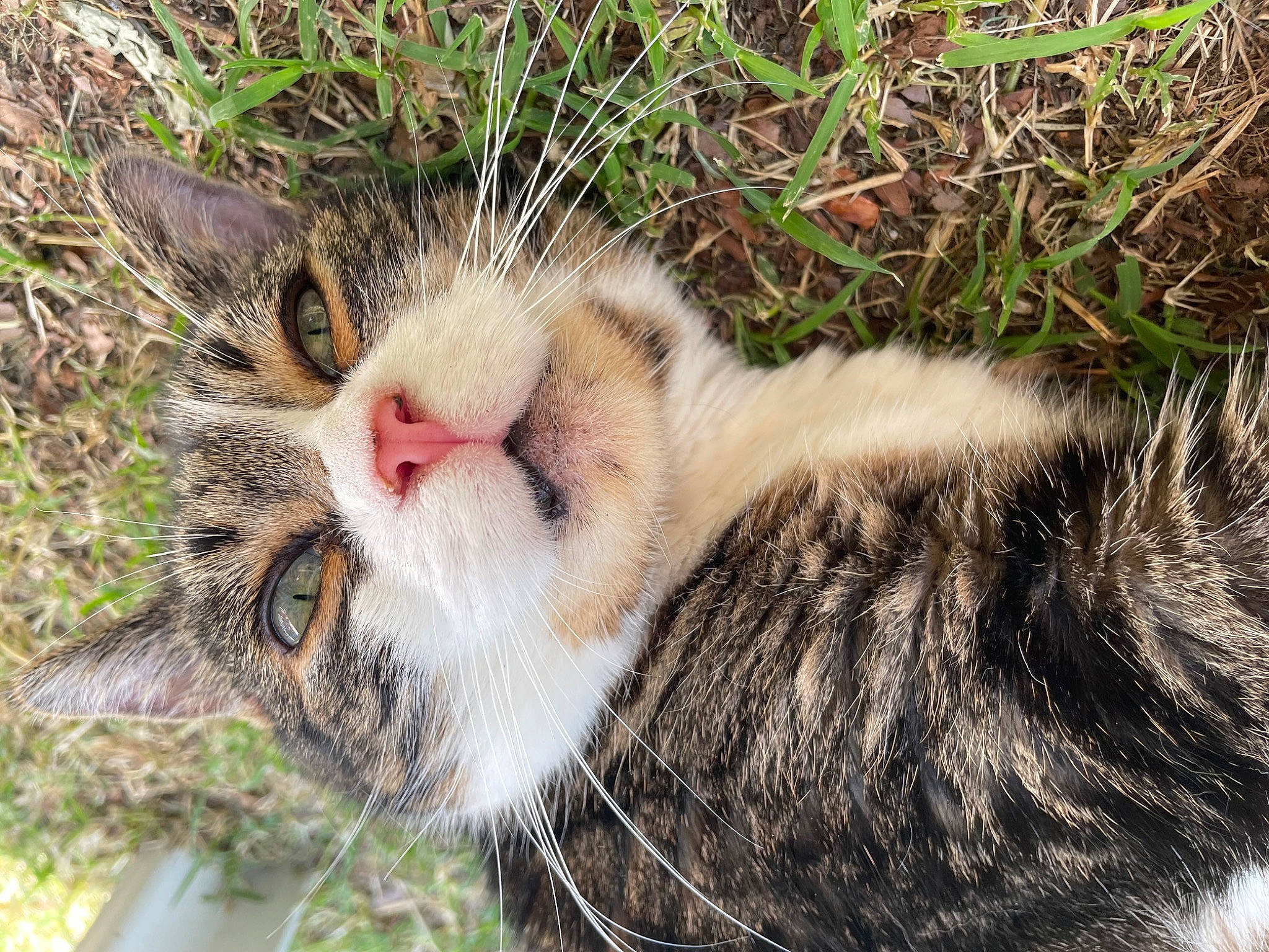 Canelle participe au concours pour gagner de l'argent avec cette photo : carnivore, cat, claw, collar, domestic_short_haired_cat, fawn, felidae, fur, grass, paw, plant, small_to_medium_sized_cats, snout, tail, terrestrial_animal, tree, whiskers, wildlife