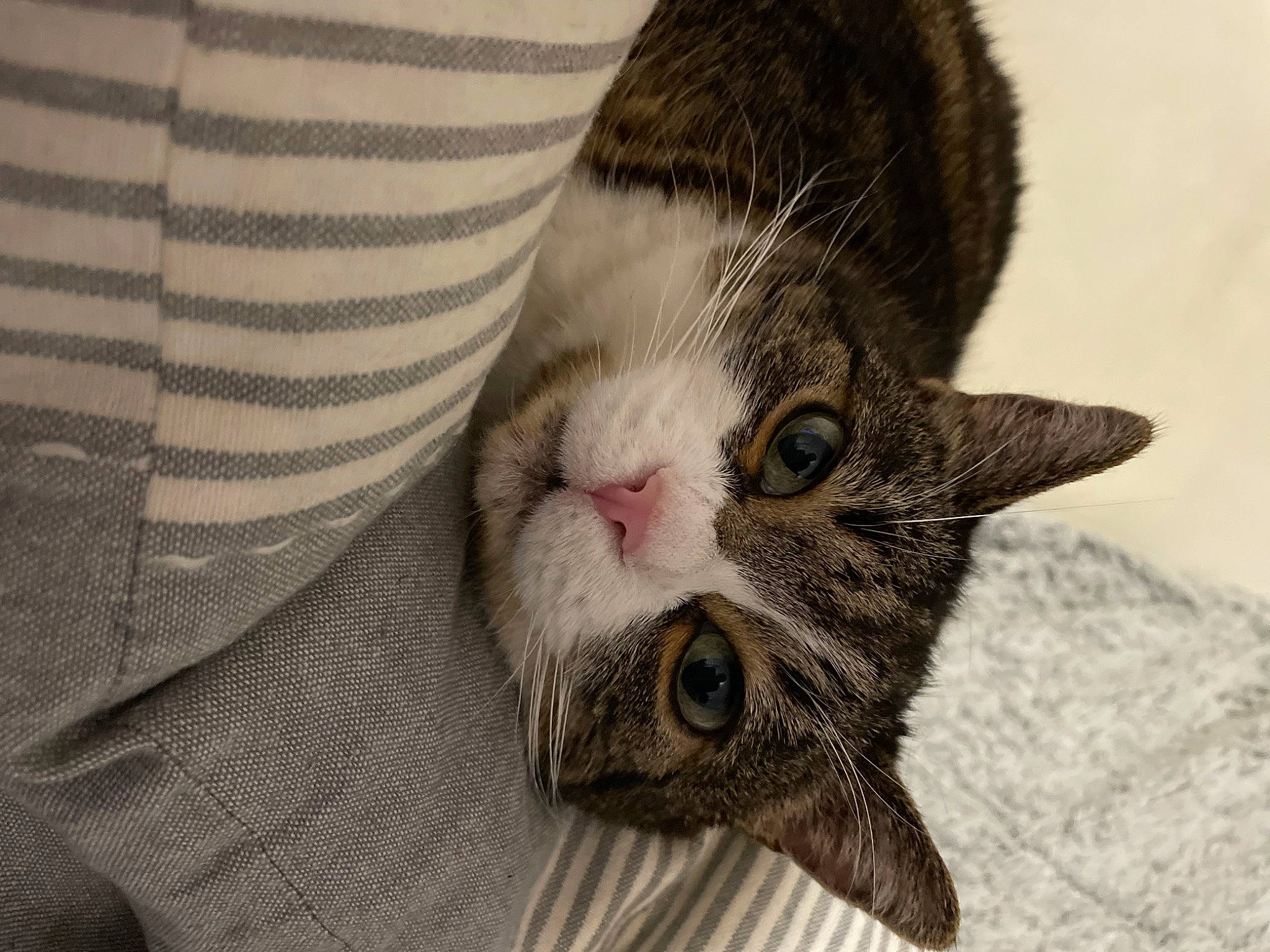 Canelle participe au concours pour gagner de l'argent avec cette photo : carnivore, cat, claw, comfort, domestic_short_haired_cat, felidae, fur, pattern, paw, small_to_medium_sized_cats, snout, whiskers