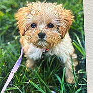 Georgia Gilbert joined the competition — help win amazing prizes! puppy, dog, grass, leash, outdoor, cute, fluffy, pet, animal, small, young, fur, nature, eyes, collar, adorable, canine, portrait, green, playful