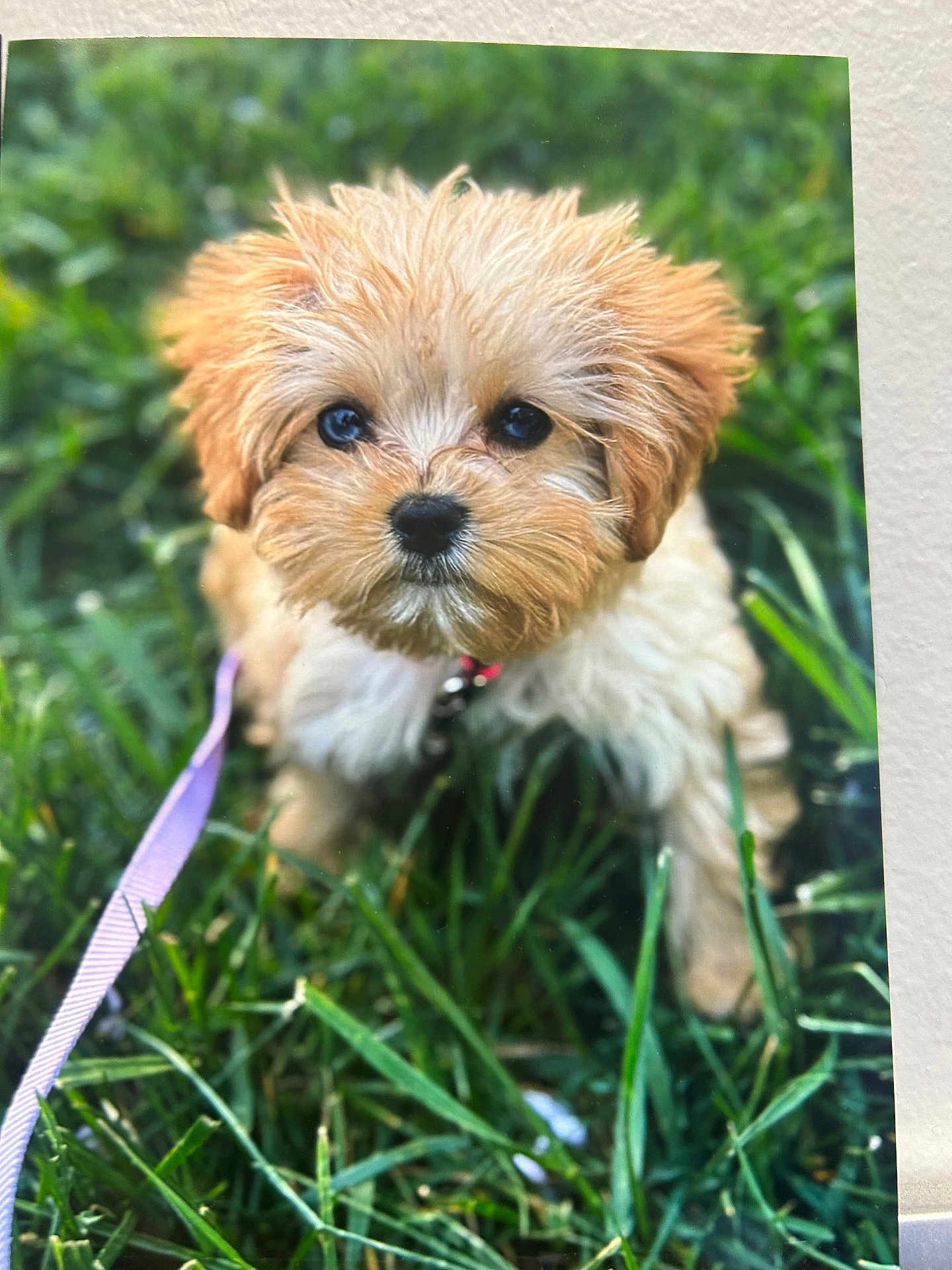 Georgia Gilbert joined the competition — help win amazing prizes! puppy, dog, grass, leash, outdoor, cute, fluffy, pet, animal, small, young, fur, nature, eyes, collar, adorable, canine, portrait, green, playful