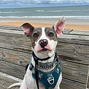 Lucky joined the competition — help win amazing prizes! dog, pet, animal, beach, ocean, cloudy_sky, wooden_bench, harness, collar, leash, sitting, ears, nose, outdoor, coast, waves, sky, portrait, calm, curious