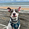 dog, pet, animal, beach, ocean, cloudy_sky, wooden_bench, harness, collar, leash, sitting, ears, nose, outdoor, coast, waves, sky, portrait, calm, curious