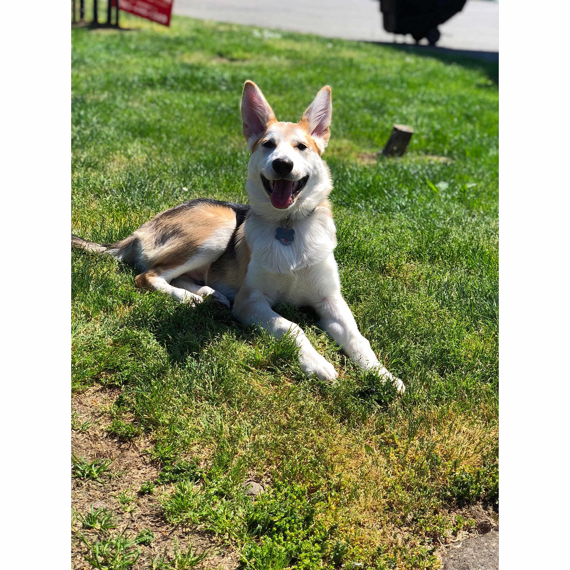 Lotus is registered to the contest to win money with this photo: canaan_dog, carnivoran, czechoslovakian_wolfdog, dog, dog_breed, dog_breed_group, dog_like_mammal, grass, icelandic_sheepdog, lawn, northern_inuit_dog, norwegian_buhund, norwegian_lundehund, saarloos_wolfdog, siberian_husky, tail, tamaskan_dog, wolfdog