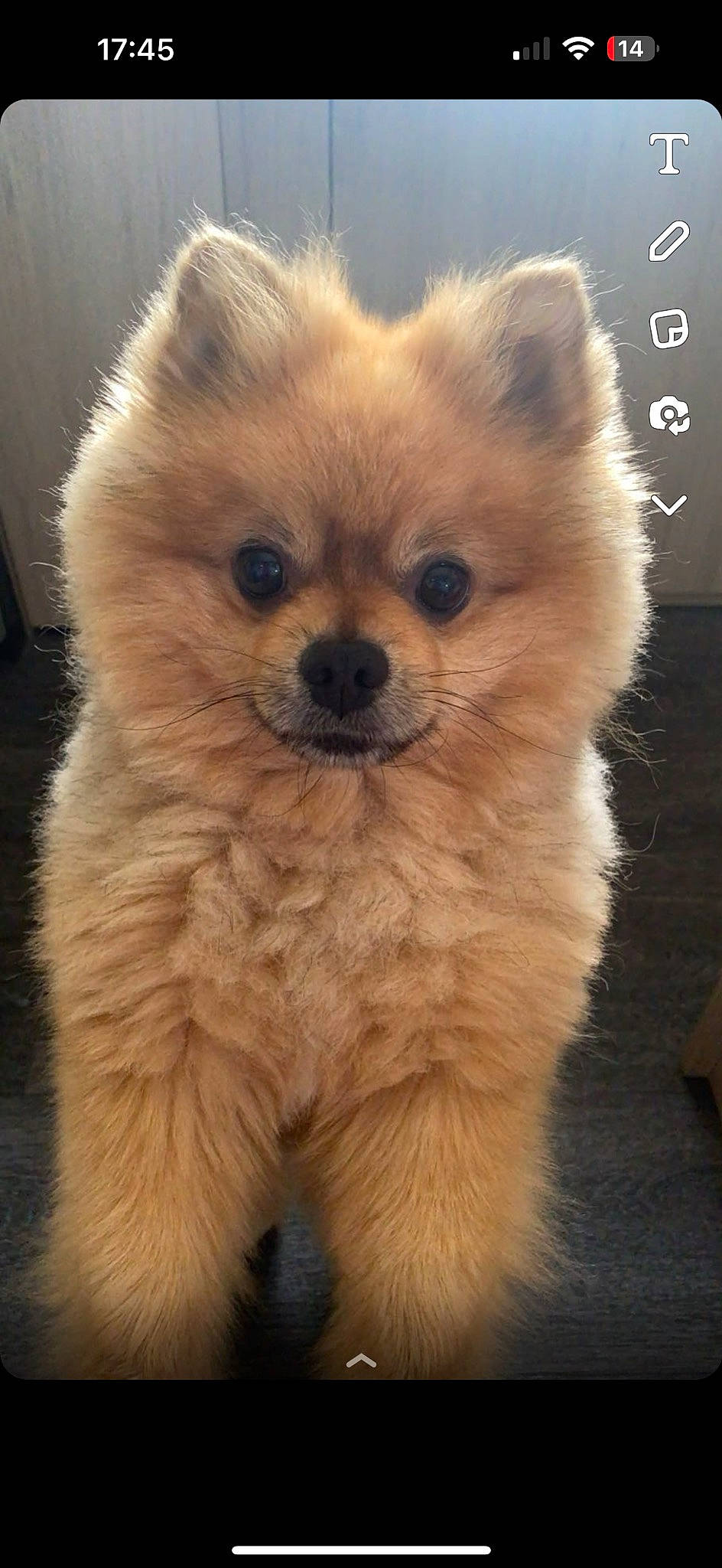 Biboo a rejoint le concours — aidez-le/la à gagner de superbes lots ! canidae, carnivore, chow_chow, companion_dog, computer_keyboard, dog, dog_breed, fawn, fur, german_spitz, german_spitz_klein, german_spitz_mittel, input_device, snout, spitz, sporting_group, terrestrial_animal, toy_dog, whiskers, working_animal