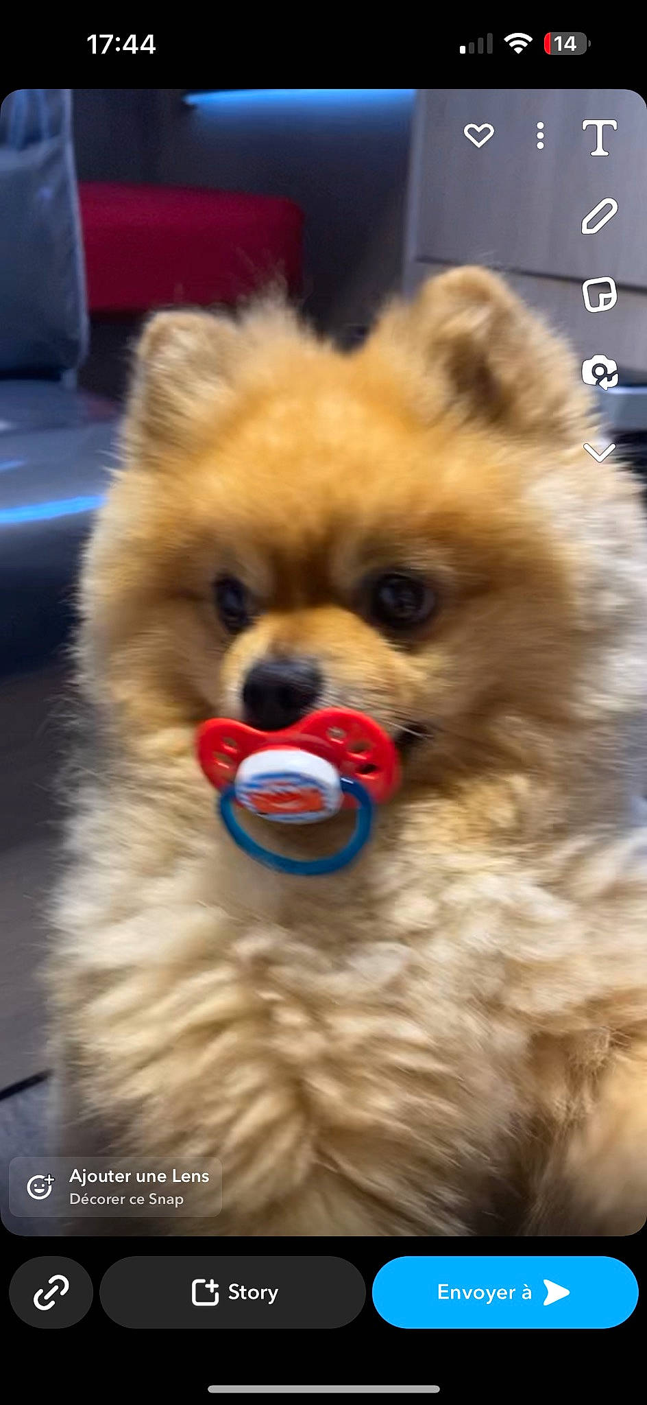 Biboo participe au concours pour gagner de l'argent avec cette photo : ancient_dog_breeds, canidae, carnivore, chow_chow, companion_dog, dog, dog_breed, fawn, fur, german_spitz, german_spitz_klein, liver, natural_material, non_sporting_group, red, snout, spitz, sporting_group, toy_dog, working_animal