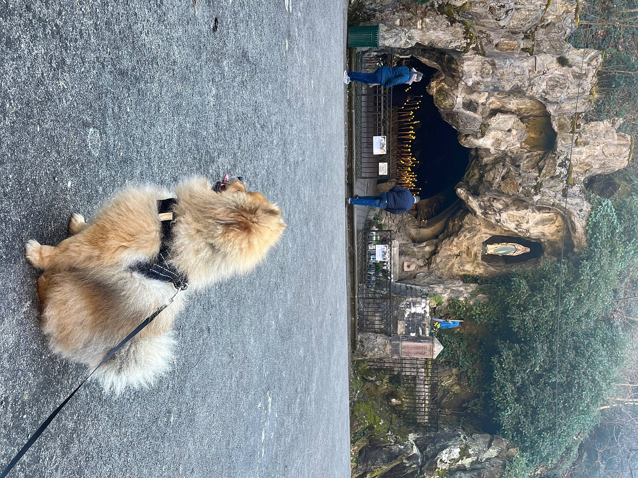 Biboo a rejoint le concours — aidez-le/la à gagner de superbes lots ! big_cats, companion_dog, dog_breed, fawn, felidae, fur, landscape, rock, shadow, small_to_medium_sized_cats, tail, terrestrial_animal, travel, water, whiskers, wildlife, wood