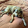 dog, bed, brown, fur, canine, pet, relaxed, indoor, looking, lying, comfort, paws, ears, animal, resting, curious, cozy, domestic, mammal, sleepy