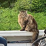 cat, fluffy_cat, boat, steering_wheel, greenery, outdoor, animal, pet, nature, feline, mane, sitting, perched, wildlife, vehicle, watercraft, leafy_background, fur, alert, eyes
